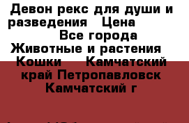 Девон рекс для души и разведения › Цена ­ 20 000 - Все города Животные и растения » Кошки   . Камчатский край,Петропавловск-Камчатский г.